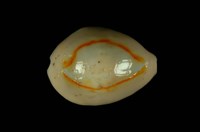 藏品(金環寶螺)的圖片